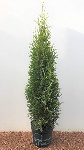 Heckenprofi Edel Thuja Smaragd immergrüner Lebensbaum Zypresse 60-80cm im Topf gewachsen (10 Stück) von PlantaPro