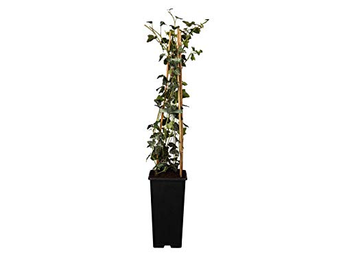 Hedera helix Gemeiner Efeu Kletterpflanze Sichtschutz im Topf gewachsen (40-60cm) von PlantaPro