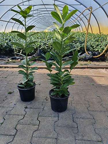 Kirschlorbeer Heckenpflanzen immergrün Sichtschutz Prunus lauroc.'Novita' im Topf gewachsen 40-60cm (20 Stück) von PlantaPro