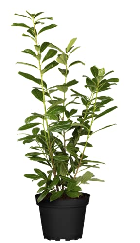 Kirschlorbeer Heckenpflanzen immergrün Sichtschutz Prunus lauroc.'Novita' im Topf gewachsen 60-80cm (10 Stück) von PlantaPro