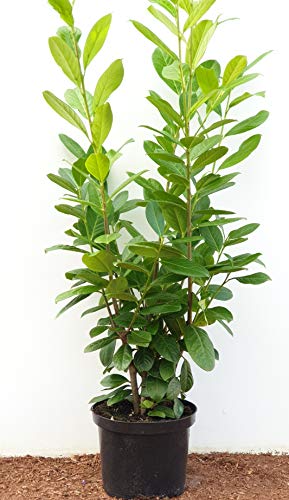 Kirschlorbeer Heckenpflanzen immergrün Sichtschutz Prunus lauroc.'Novita' im Topf gewachsen 80-100cm (50 Stück) von PlantaPro