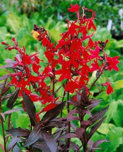 Lobelia splendens 'Elmfeuer' - Pracht-Lobelie, Winterhart, Blütenmeer Rot, Gartenstaude, P0,5 Topf von PlantaPro