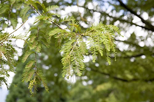 Metasequoia glyptostroboides Urweltmammutbaum, 200-250cm, winterhart, schnellwachsend - Solitär C20 von PlantaPro