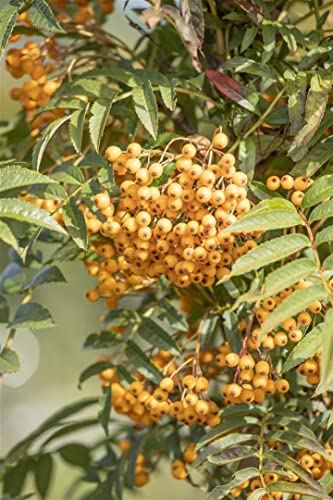 Sorbus aucuparia 'Autumn Spire' -R- C 10 100-125 Eberesche 'Autumn Spire'®,winterhart, deutsche Baumschulqualität, im Topf für optimales anwachsen von PlantaPro
