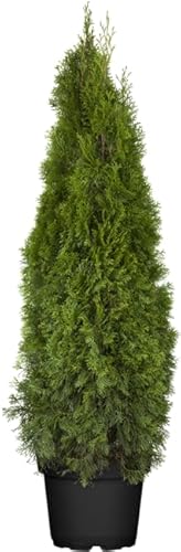 Thuja occidentalis 'Smaragd' - Lebensbaum, 120-140cm, Immergrün, Pflegeleicht, Winterhart, Heckenpflanze von PlantaPro