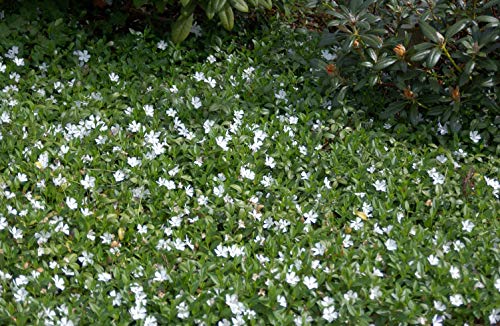 Vinca minor 'Alba' Weißblühendes Immergrün Bodendecker mit weißen Blüten im Topf gewachsen (10 Stück) von PlantaPro