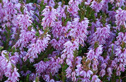 Neue frische 25 Stück violette Calluna-Blumensamen von Ponak