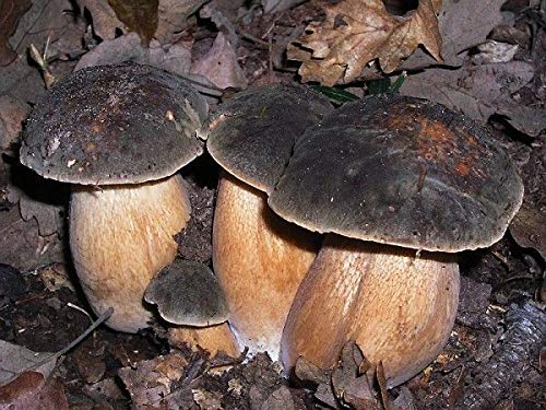 Portal Cool 10 G: Boletus Aereus Champignon Dark-e Myzel 10-100 Gramm Kratoseeds von Portal Cool