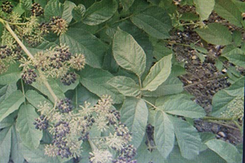 Portal Cool 10 Samen Indian Spikenard, Aralia racemosa # 601 von Portal Cool