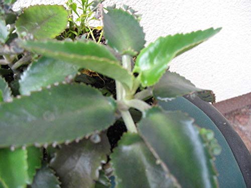 Portal Cool 1X Kalanchoe Daigremontiana Mexican Hat Saat Mut von Tausen Schnei von Portal Cool