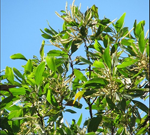Portal Cool 20 Samen: Acacia mangium Hickory Samen Purpose Baum e von Portal Cool