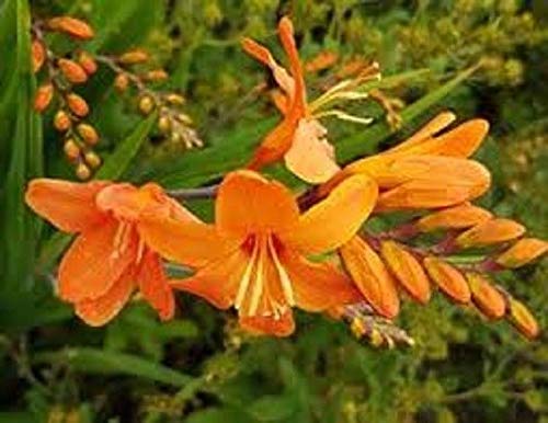 Portal Cool 30 X orange Crocosmia/Montbretia Birnen Knollen von Portal Cool