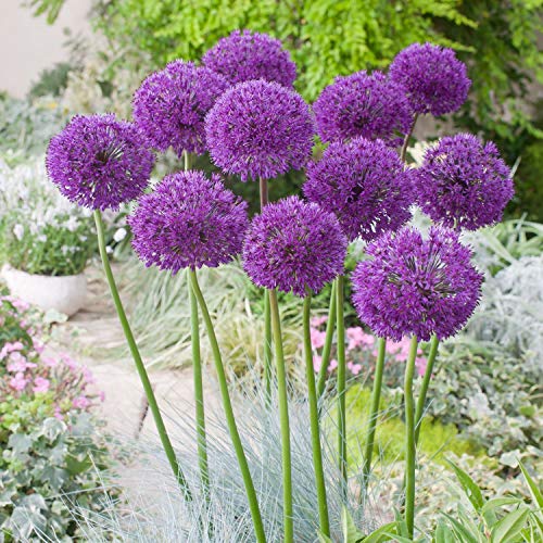 Portal Cool 5: Allium hollandicum Purple Sensation - Bulbs von Portal Cool