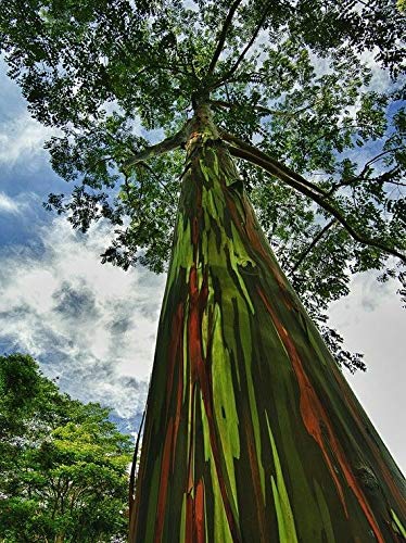 Portal Cool 500 Eucalyptus Deglupta Seeds. Regenbogen-Eukalyptus, danao Gum, Gum.bow von Portal Cool