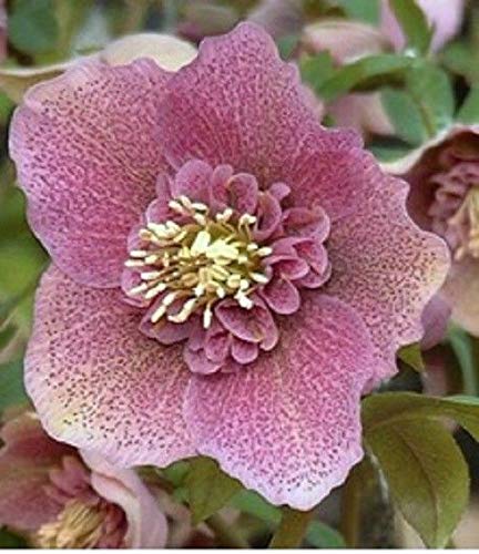 Portal Cool Helleborus Helleborus Anemone ntrum Rosa In 9cm Topf von Portal Cool