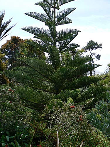 Portal Cool Norfolk-Insel Pine - Araucaria. 5 Samen von Portal Cool