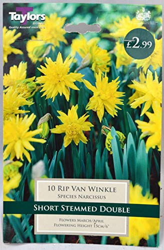 Portal Cool Samen Paket: Zwiebeln - 10 Rip Van Winkle Narcissus Daffodil Bulbs Gar Pflanz Farbe von Portal Cool