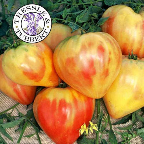 Portal Cool Seltene Tomate orange Russian Gemüse 20 Samen Uk Verkäufer von Portal Cool