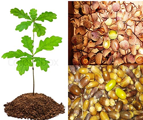 Portal Cool Samen Paket: 20X Echt Caps: Live-Baum Echt Seeds Quercus Ro Rubra Stiel Stiel Europäie Caps von Portal cool
