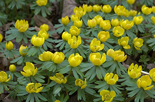 Samen Paket: 12: Eranthis Hyemalis (Winling) Knollen Hardy Dwarf Stau Auf b von Portal cool