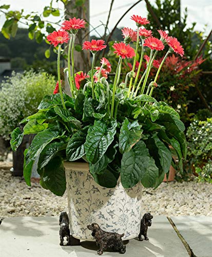 Potty Feet Blumentopf-Füße mit Cockerspaniel-Figuren, Blumentopf-Unterstützung, handgefertigte dekorative Ornamente, 3 Stück von Potty Feet