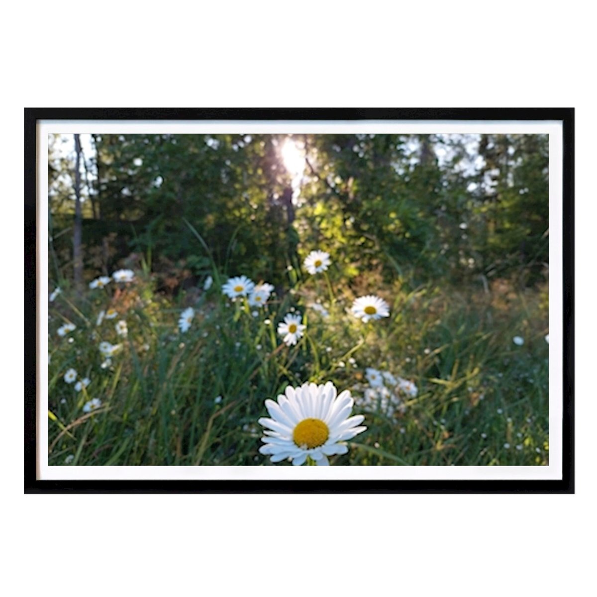 Poster: Sonnenstrahlen und Gänseblümchen von BYAZIT BOSTAMI von Printler