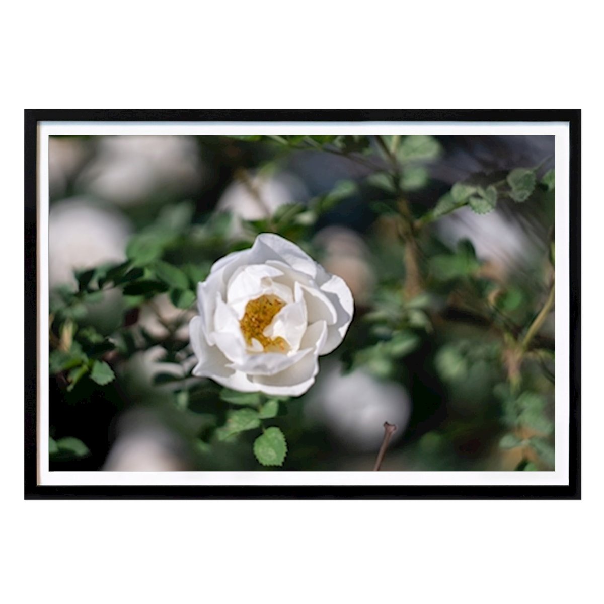 Poster: Weiße Rosen von Nastja Asipkina von Printler