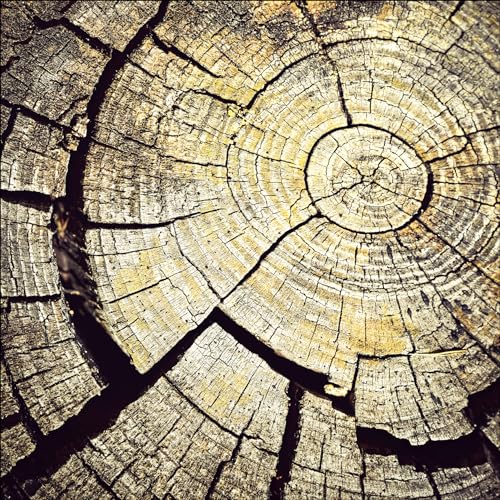 Pro-Art Glasbild Old wood I, 30x30 cm von Pro-Art