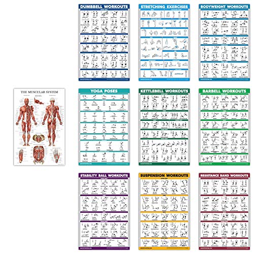 QUICKFIT 10 Pack - Exercise Workout Poster Set - Dumbbell, Suspension, Kettlebell, Resistance Bands, Stretching, Bodyweight, Barbell, Yoga Poses, Exercise Ball, Muscular System Chart - (18" x 27") von QUICKFIT