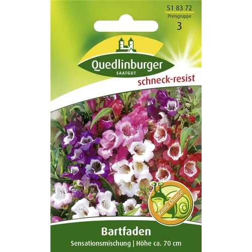 Bartfaden, Penstemon hartgegii, ca. 200 Samen von Quedlinburger