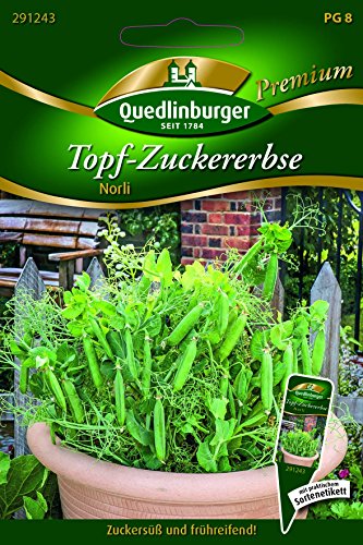 Erbsen Topf-Zucker- Norli - Pisum sativum L. convar. axiphium QLB Premium Saatgut Erbsen von Quedlinburger