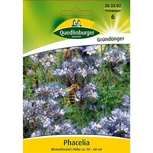 Quedlinburger Saatgut Phacelia, Bienenfreund Samen von Quedlinburger