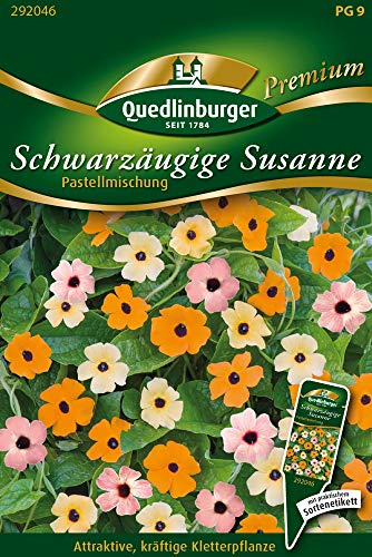 Schwarzäugige Susanne, Pastell Selektion von Quedlinburger