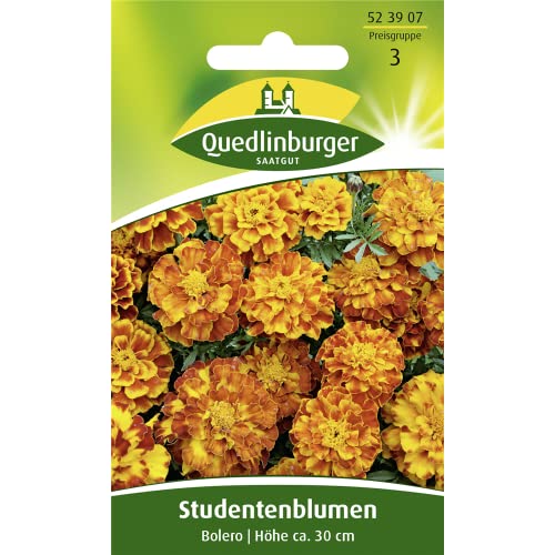 Studentenblume, Bolero von Quedlinburger