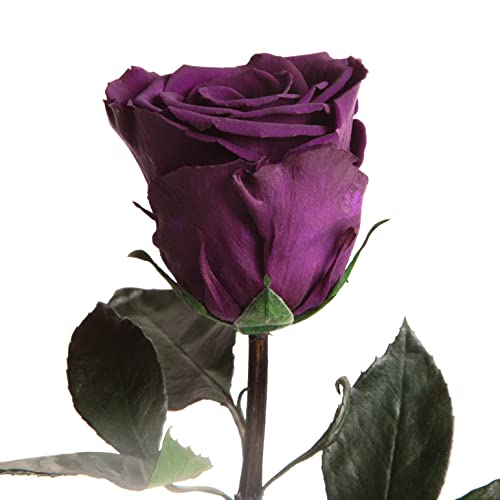 Ewige Rosen Dunkel-Violett - 30-35cm haltbare Rosen bis zu 3 Jahre - zum Verschenken und zum Dekorieren für Geschenkideen für Männer zum Geburtstag Infinity Rosen Geschenk Mann (Dunkelviolett) von ROSEMARIE SCHULZ Heidelberg