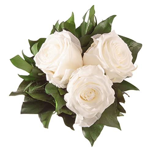 ROSEMARIE SCHULZ Heidelberg Infinity Blumenstrauß echte konservierte Rosen Lange haltbar bis zu 3 Jahre (3 Rosen, Weiß) von ROSEMARIE SCHULZ Heidelberg