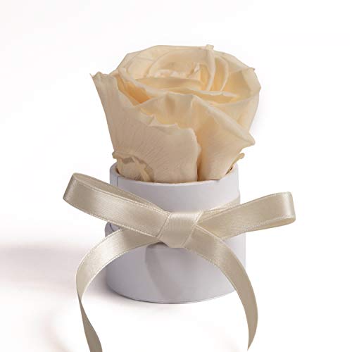 ROSEMARIE SCHULZ Heidelberg Kleine Rosenbox weiß rund Infinity Rose - Blumenbox 1 echte Blume konserviert haltbar 3 Jahre Höhe ca. 8 cm - keines Geschenk für Frauen (Weiß-Champagner) von ROSEMARIE SCHULZ Heidelberg