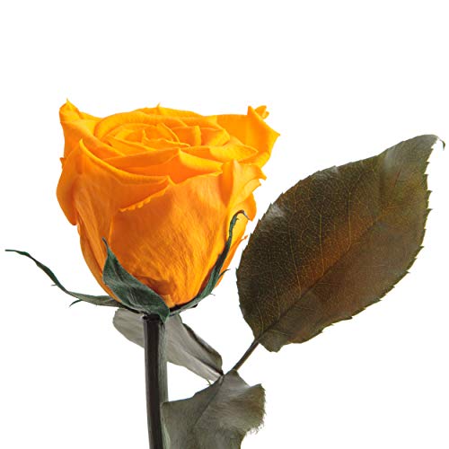 Infinity Rose Gelb - echte ewige Blume mit Stängel 45-50cm lang haltbar 3 Jahre - Blumen für Hello Yellow Deko und für Glasvase Geschenke für Frauen zum Geburtstag - Genesung Geschenke (Gelb) von ROSEMARIE SCHULZ Heidelberg