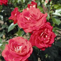 ROSEN TANTAU Beetrose, Rosa x hybrida »Heimatmelodie«, Blüte: rot, halbgefüllt von ROSEN TANTAU