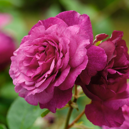 ROSEN TANTAU Beetrose, Rosa x hybrida »Kaffe Fassett«, Blüte: violett, gefüllt - lila von ROSEN TANTAU