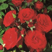 ROSEN TANTAU Beetrose, Rosa x hybride »Montana«, Blüte: rot, halbgefüllt von ROSEN TANTAU