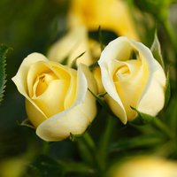 ROSEN TANTAU Blühpflanze »Starlet Elida«, Blüte: gelb von ROSEN TANTAU
