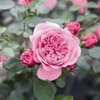 ROSEN TANTAU Blühpflanze »Starlet Eva«, Blüte: rosa von ROSEN TANTAU