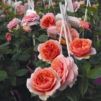 ROSEN TANTAU Edelrose, Rosa x hybrida »Chippendale«, Blüte: orange, gefüllt von ROSEN TANTAU