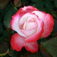 ROSEN TANTAU Edelrose, Rosa x hybride »Nostalgie«, Blüte: zweifarbig, gefüllt - weiss von ROSEN TANTAU