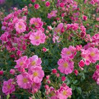 ROSEN TANTAU Kleinstrauchrose Rosa hybride »Bienenweide« von ROSEN TANTAU