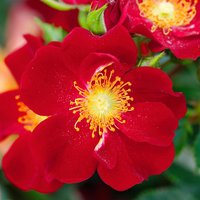 ROSEN TANTAU Kleinstrauchrose Rosa hybride »Bienenweide« von ROSEN TANTAU