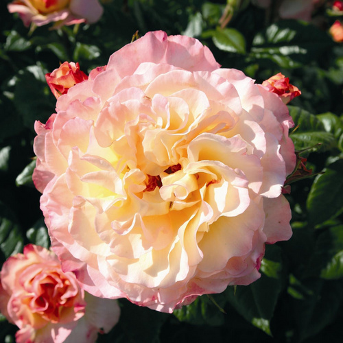 ROSEN TANTAU Rose, Rosa x hybrida »Aquarell«, Blüte: mehrfarbig, gefüllt - bunt von ROSEN TANTAU