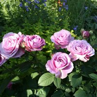 ROSEN TANTAU Zwergrose Rosa hybride »Lavender Ice« - lila von ROSEN TANTAU