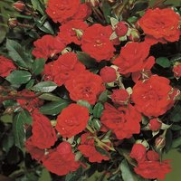 ROSEN TANTAU Zwergrose Rosa hybride »Orange Babyflor« - rot von ROSEN TANTAU